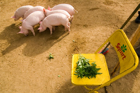 Photograph of pigs
